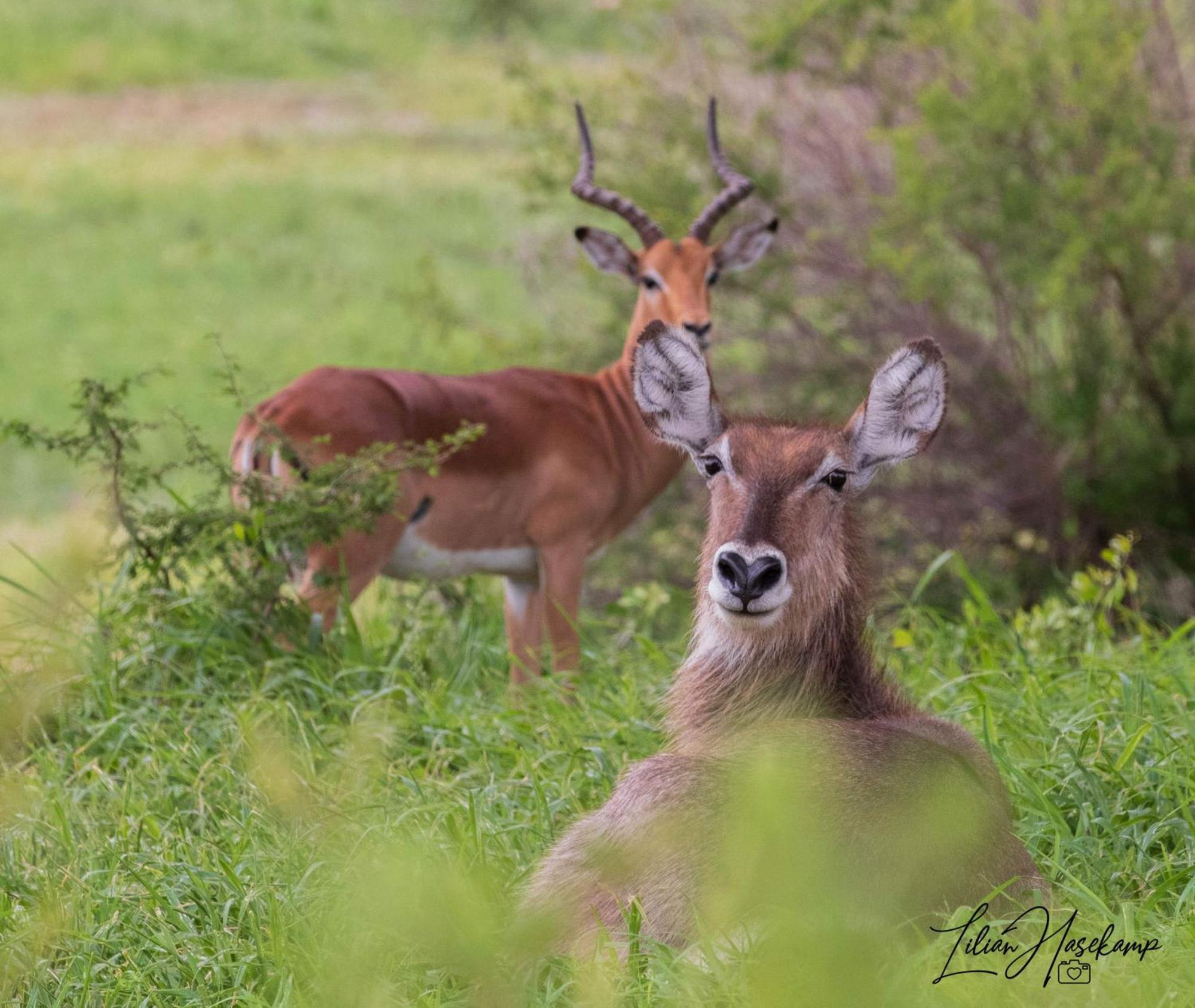 Hasekamp Family Bush Lodge 호에드스프뤼트 외부 사진